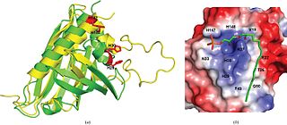 <span class="mw-page-title-main">Gintonin</span> Protein found in ginseng