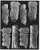 Jaw bones and teeth of G. borissiaki Gobiconodon borissiaki.jpg