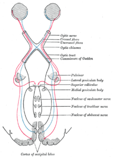 <span class="mw-page-title-main">Parinaud's syndrome</span> Inability to move the eyes up and down