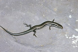 <i>Menetia</i> Genus of lizards