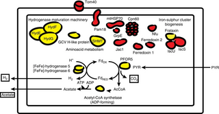 <span class="mw-page-title-main">Hydrogenosome</span> Mitochondrion-derived organelle