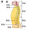 脊柱