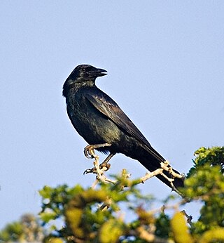 <span class="mw-page-title-main">Tamaulipas crow</span> Species of bird