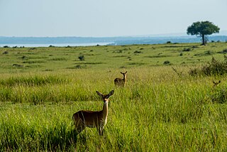 <span class="mw-page-title-main">Sudanian savanna</span> African region south of the Sahel