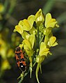 * Kandidimi: Black-and-red-bug (Lygaeus equestris) on an inflorescence of Linaria angustissima --Robert Flogaus-Faust 09:26, 11 September 2024 (UTC) * * Kërkohet vlerësim