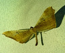 Macrosoma rubedinaria 68743733.jpg