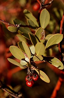 Manzanita berries Manzanita berries (8343323601).jpg