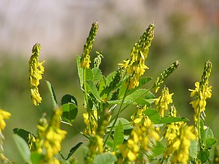 <i>Melilotus segetalis</i> Species of plant