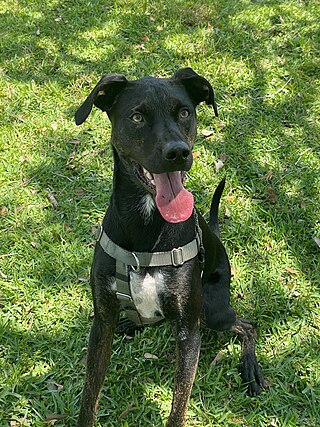 <span class="mw-page-title-main">Mongrel</span> Dog with mixed breeds