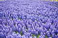 Muscari