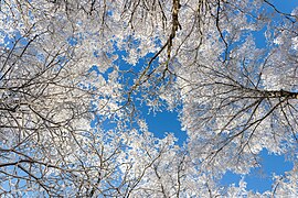 New snow on birch crowns in Tuntorp 3