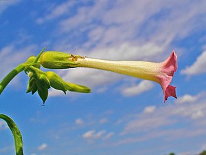 The tobacco plant, used by the Muisca and their neighbours, is represented in petrographs Nicotiana tabacum 003.JPG