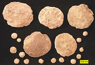 Fossil nummulitid forams of various sizes from the Eocene