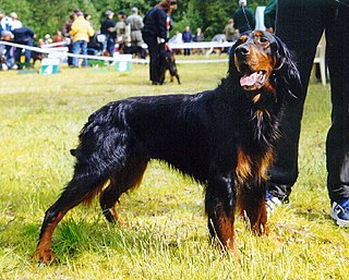 <span class="mw-page-title-main">Gordon Setter</span> Dog breed