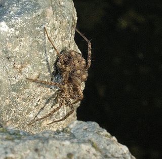 <i>Pardosa pseudoannulata</i> Species of arachnid