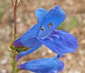 Penstemon heterophyllus 'Blue of Zurich'