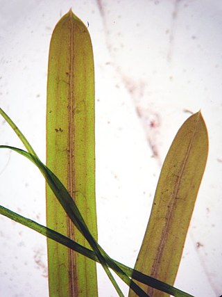 <i>Potamogeton friesii</i> Species of aquatic plant