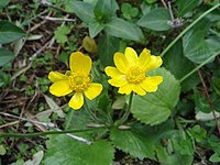 Ranunculus bullatus