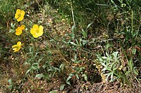 Ranunculus illyricus