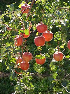 <span class="mw-page-title-main">Fuji (apple)</span> Apple cultivar