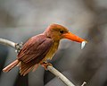 8 Ruddy Kingfisher uploaded by Ariefrahman, nominated by Ariefrahman