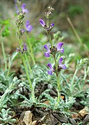 Salvia canescens