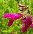 Salvia chiapensis