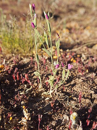 <i>Schenkia australis</i> Species of plant