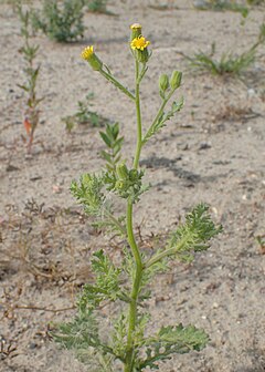 Description de l'image Senecio viscosus kz03.jpg.