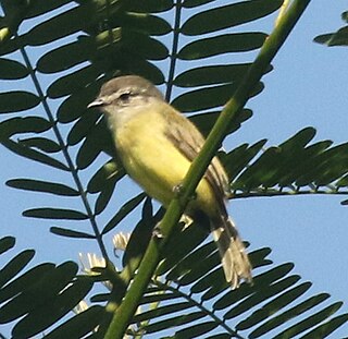 <span class="mw-page-title-main">Sooty-headed tyrannulet</span> Species of bird