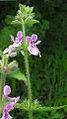 Stachys albicaulis