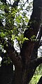 Trunk and foliage; Habitation Clément in Martinique