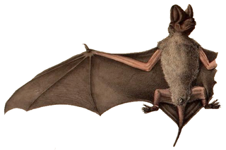 <span class="mw-page-title-main">Little free-tailed bat</span> Species of bat