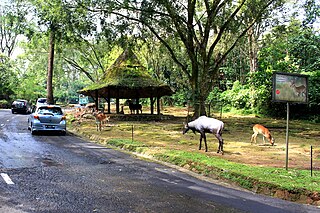 Taman Safari Indonesia conservation theme park group