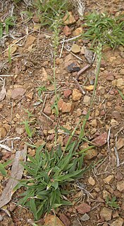 <i>Tragus</i> (plant) Genus of grasses