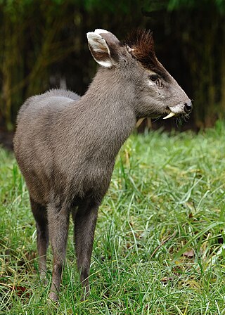 <span class="mw-page-title-main">Tufted deer</span> Species of mammals