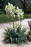 Yucca flaccida