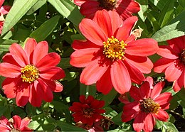 Puikioji gvaizdūnė (Zinnia elegans)