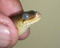 Brille seen on the eye of Chequered Keelback Xenochrophis piscator.