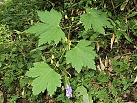 Aconitum sanyoense