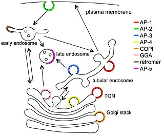 <span class="mw-page-title-main">Vesicular transport adaptor protein</span>