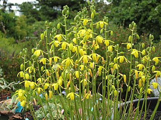 <i>Albuca</i> Genus of flowering plants