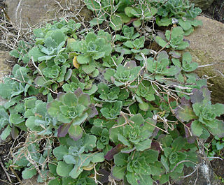 <i>Arabis</i> genus of flowering plants in the cabbage family Brassicaceae