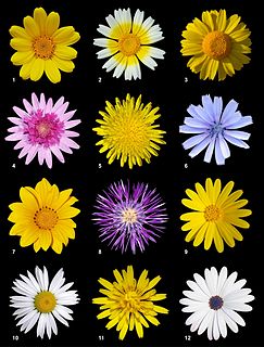 Asteraceae Family of flowering plants