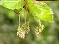 Flors del faig Fagus sylvatica