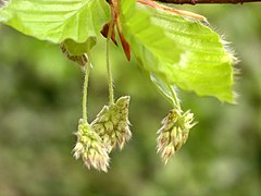 Flores da faia europeia (Fagus sylvatica).