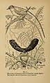 Bird-life (1899) (14563469239).jpg