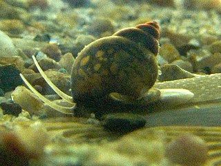 <span class="mw-page-title-main">Bithyniidae</span> Family of gastropods