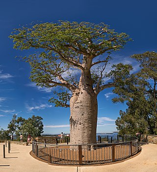 <span class="mw-page-title-main">Gija Jumulu</span> Boab tree moved 3200 km to Perth, Western Australia