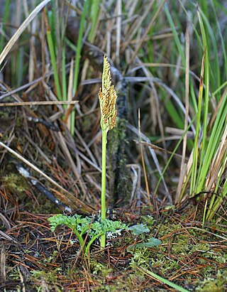 <i>Sceptridium</i> Genus of ferns